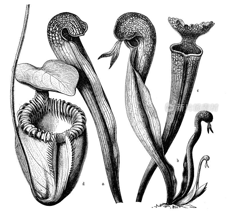 植物学植物仿古雕刻插图:食肉植物(Sarracenia, Darlingtonia，忘我草)